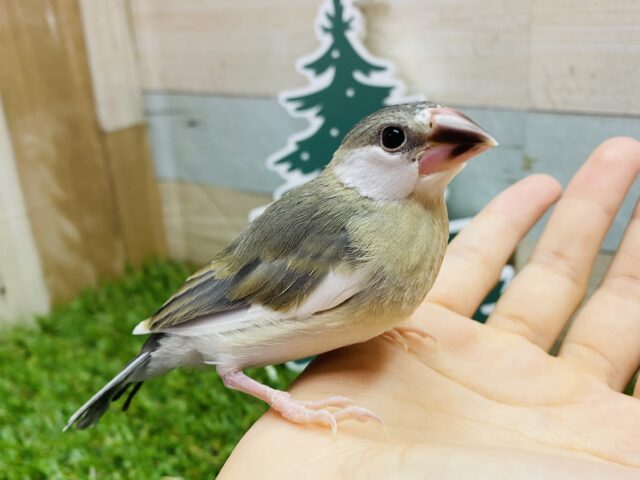 最新画像有ります🌟文鳥特有のムッとした表情が可愛すぎます🥰桜文鳥のヒナさん🌸