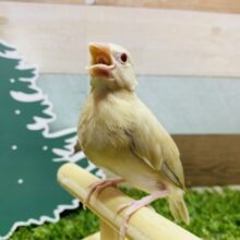 最新画像有ります❗️色合いの違うおしゃれなツインズ☺️シナモン文鳥ズ‼️