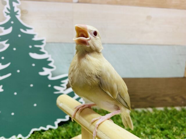 最新画像有ります❗️色合いの違うおしゃれなツインズ☺️シナモン文鳥ズ‼️