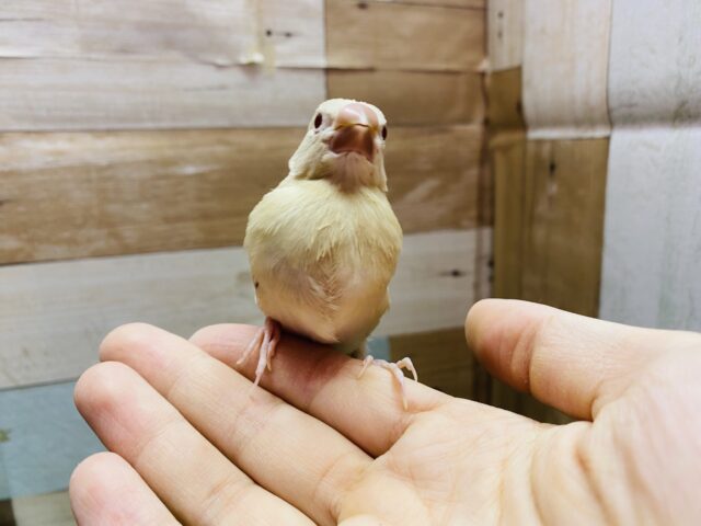 シナモン文鳥