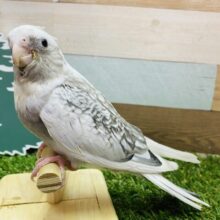 最新画像有ります🌟立派にむねを張ってはい、ポーズっ📸オカメインコのホワイトフェイスパールパイド！！