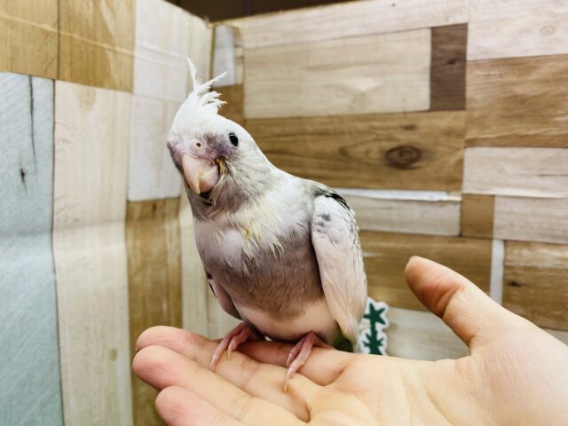 オカメインコ