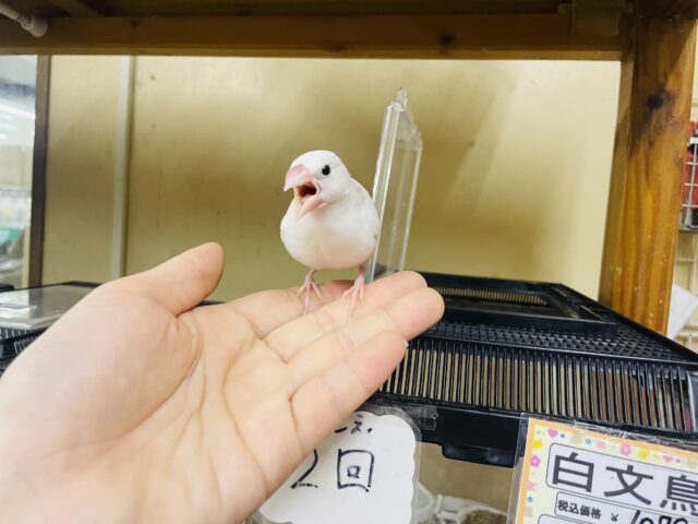 白文鳥