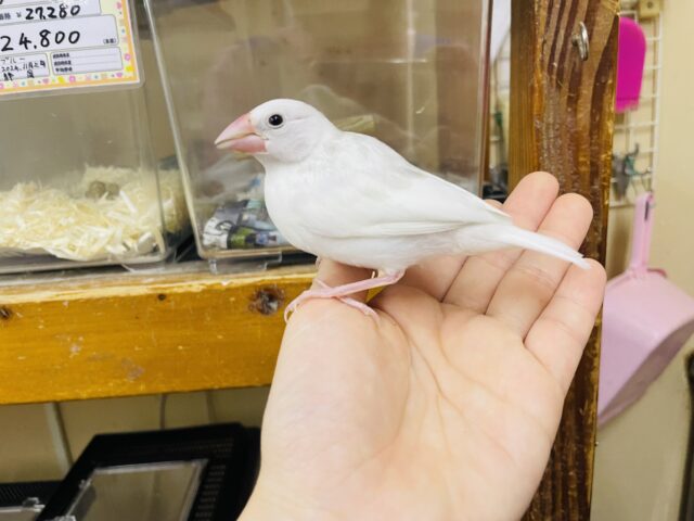 白文鳥