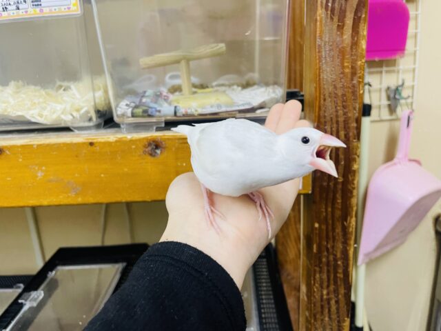 白文鳥