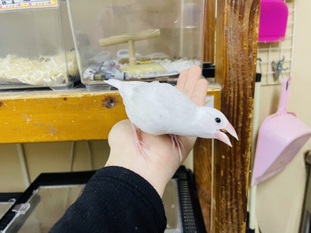 白文鳥