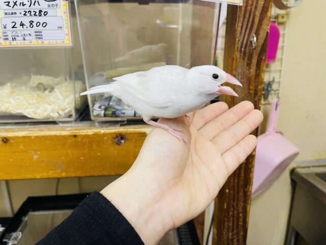 白文鳥