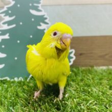 最新画像有ります🌟お顔周りのツクツクな羽が可愛いんですっ😍セキセイインコのルチノー！！