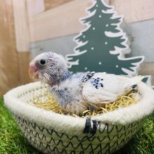 翼を開いてひこうき〜✈️✨アピール上手なセキセイインコパイドカラー💙