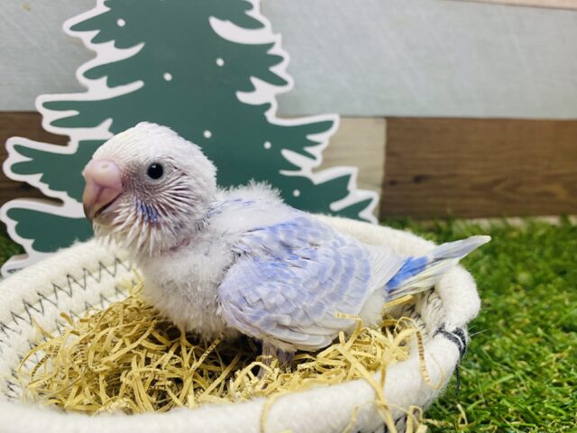 ❄️冬にぴったりお似合いなカラーです💜セキセイインコのスパングル！！