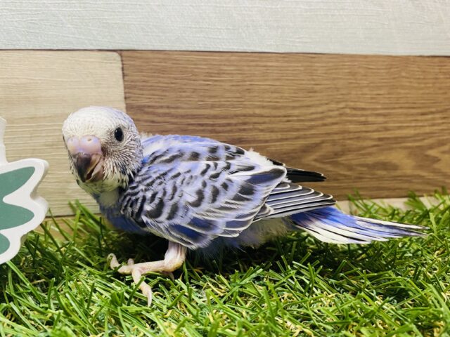 濃いめブルーにびっしり模様がカッコいいんです😎✨セキセイインコのオパーリン💙