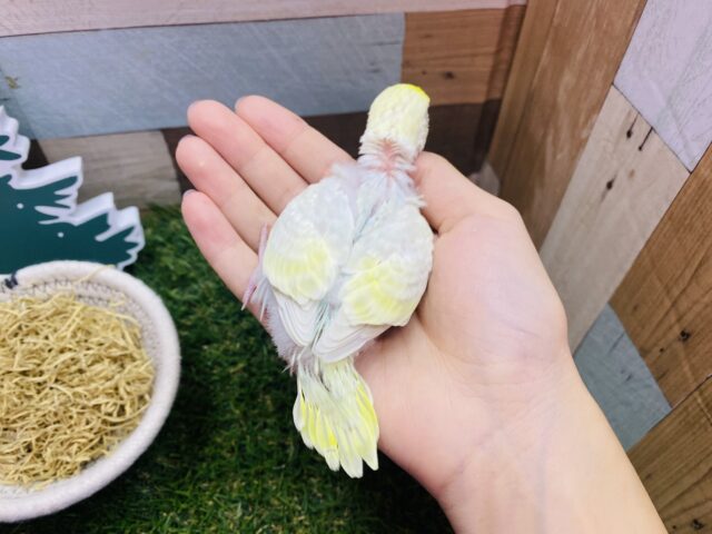 セキセイインコ