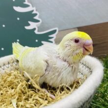 激レアカラー✨あわ〜いその姿のトリコになっちゃう💕セキセイインコ（ファロー）