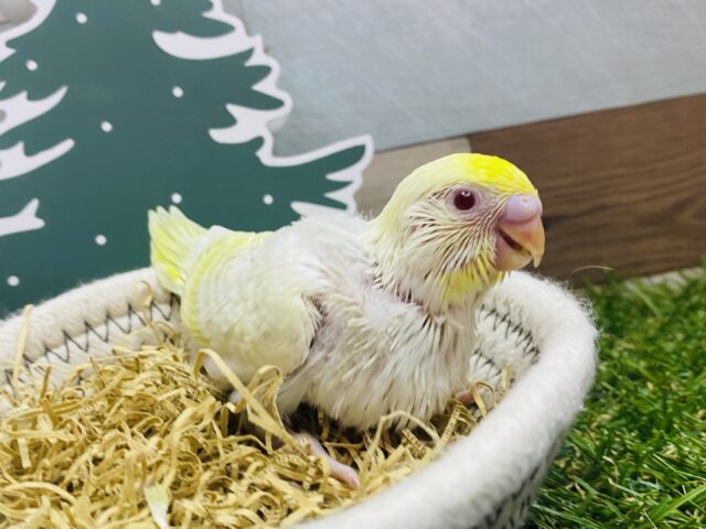 激レアカラー✨あわ〜いその姿のトリコになっちゃう💕セキセイインコ（ファロー）