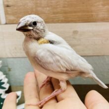 吸い込まれそうなほど大きなお口を開けているんです〜💨シルバー文鳥❗️