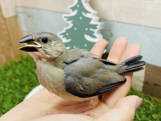 すずめじゃないよ〜アピール上手な桜文鳥🌸