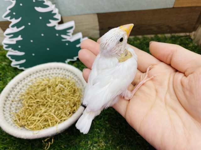 白文鳥