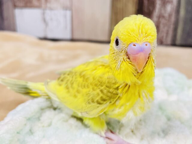 模様が魅力的♡セキセイインコ（スパングル）ヒナ