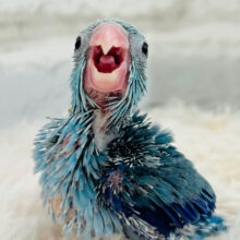 マメがおー🦕‪⋆͛‪⋆͛チビッ子怪獣現る‪☆マメルリハ(ブルー)男の子 ヒナ