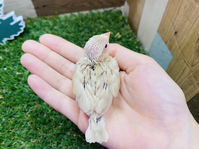 シナモン文鳥