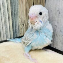 元気いっぱい❤︎セキセイインコ（スパングル）ヒナ