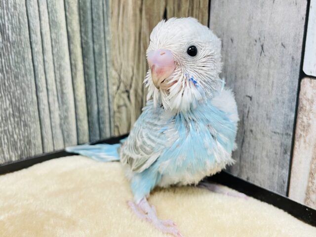 元気いっぱい❤︎セキセイインコ（スパングル）ヒナ