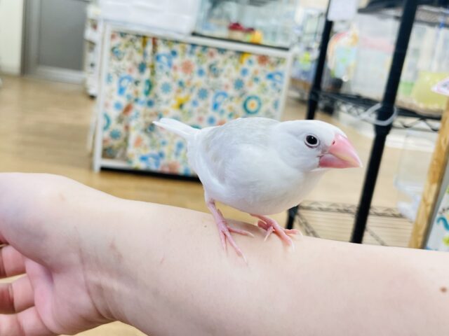 白文鳥