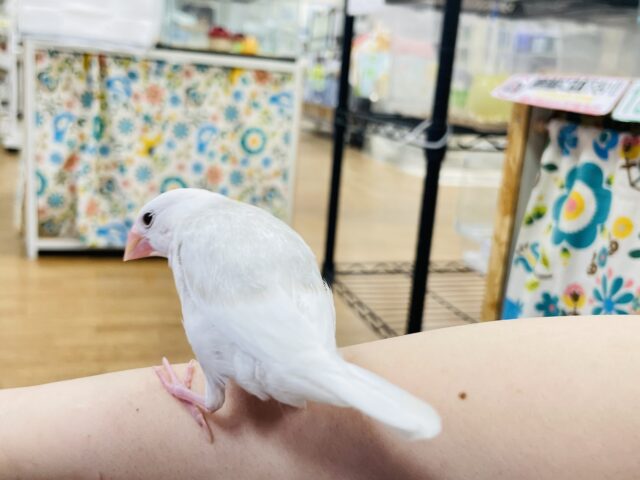 白文鳥