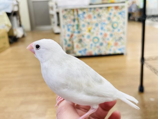 白文鳥