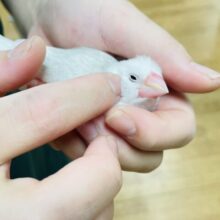 【最新画像更新🪄カゴデビューしました⭐︎】アピールなら負けないぞ！！白文鳥　ヒナ