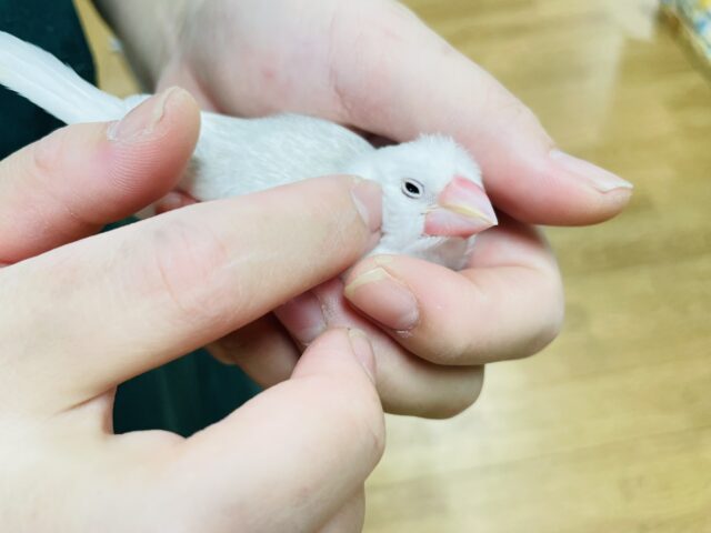 【最新画像更新🪄カゴデビューしました⭐︎】アピールなら負けないぞ！！白文鳥　ヒナ