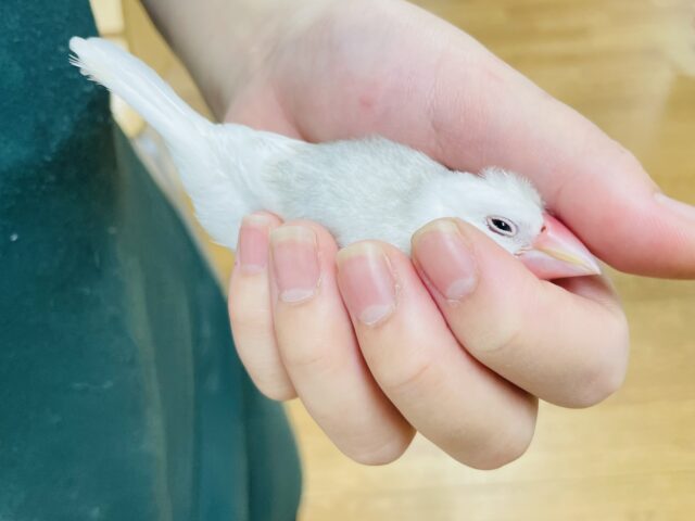 白文鳥