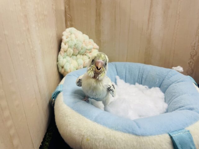 セキセイインコ