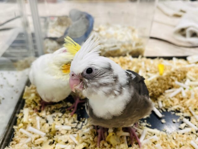 オカメインコ