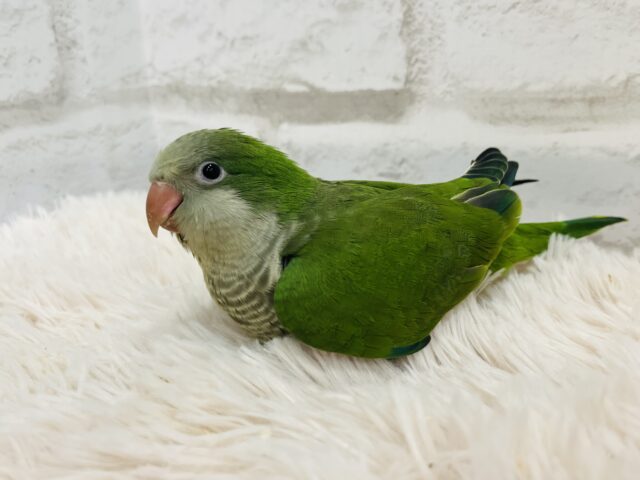 オキナインコ