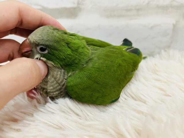 オキナインコ