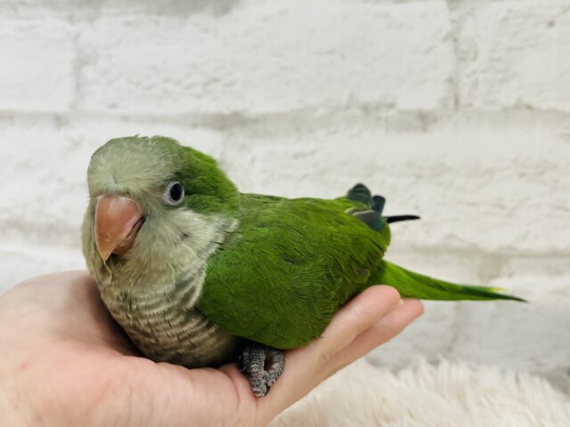 オキナインコ