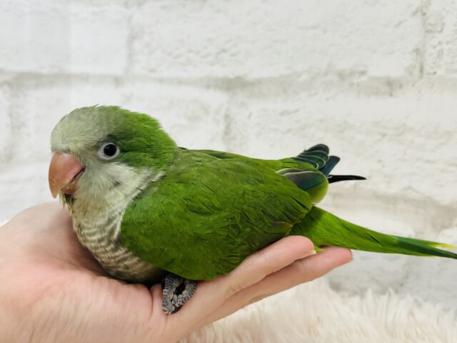 オキナインコ