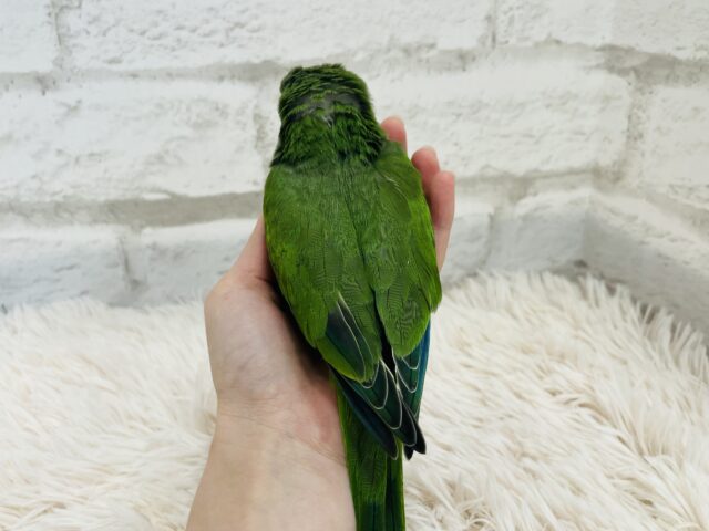 オキナインコ