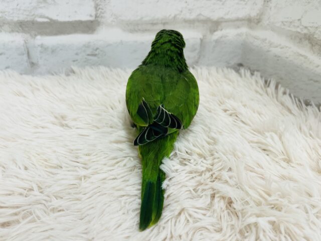 オキナインコ