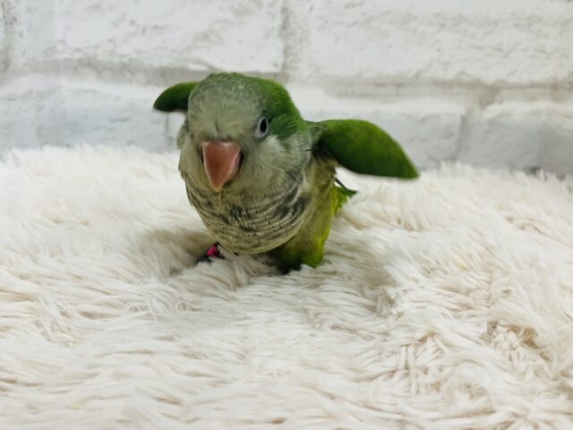 オキナインコ