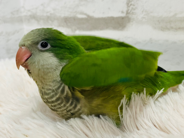 ワキワキ♬*°ノリノリオキナ💚オキナインコ(グリーン) ヒナ