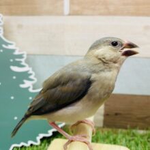 最新画像有ります🌟すずめじゃないよ〜アピール上手な桜文鳥🌸