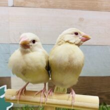 あと一羽✨最新画像有ります❗️みんなをメロメロにしちゃう優しいカラー🥰シナモン文鳥🤎
