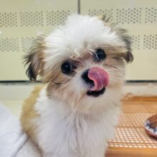 チワワ×シーズーの子犬が来ました