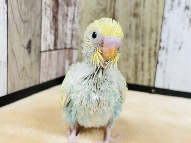 ポップキャンディ🍭❤︎セキセイインコ（パステルカラーレインボー）ヒナ