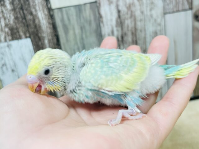 セキセイインコ