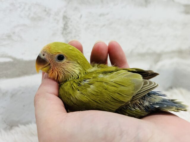 コザクラインコ（小桜インコ）