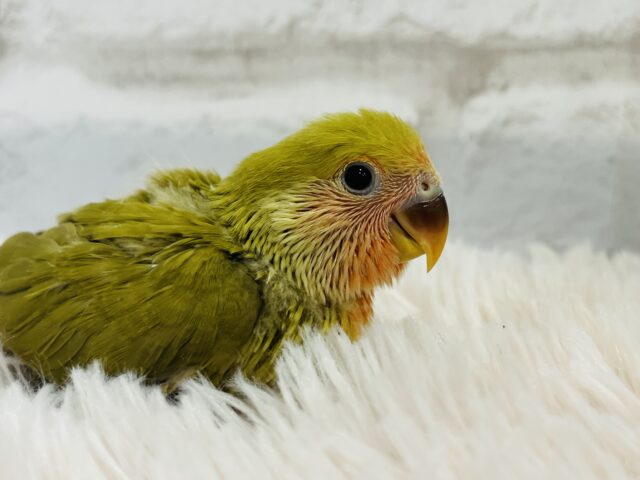 コザクラインコ（小桜インコ）