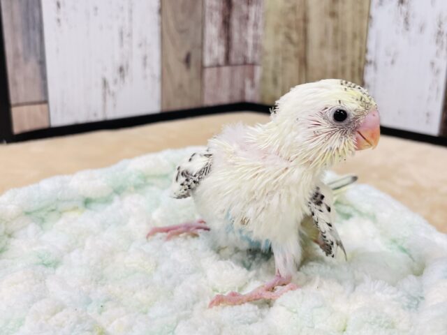 セキセイインコ